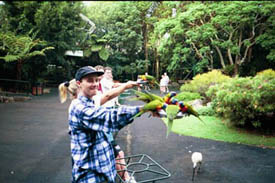 Matar vilda Lorrikiter i Currumbin Sanctuary