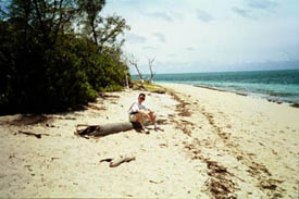 Ovan: En strand p Green Island