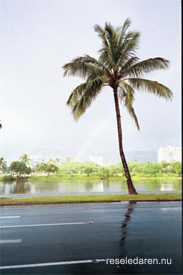 En vajande palm